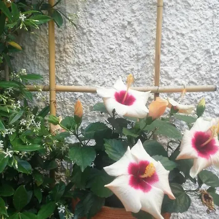 Carmencamere * ポルト・レカナーティ